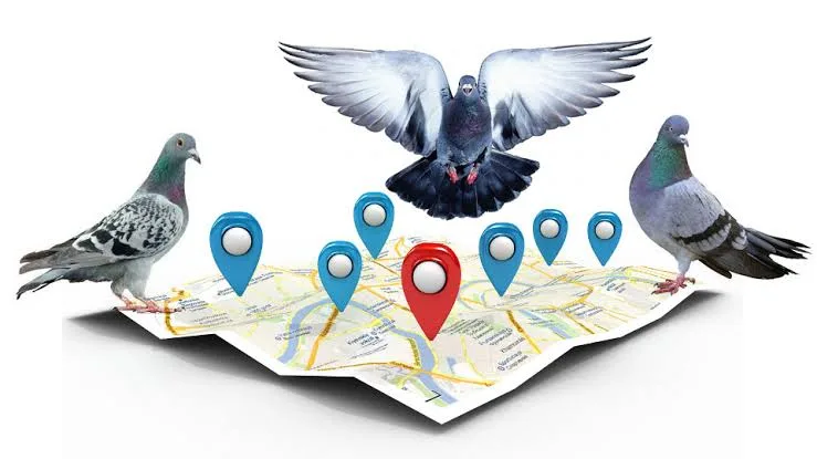 بررسی کامل الگوریتم کبوتر گوگل (Google Pigeon) بررسی کامل الگوریتم کبوتر گوگل (Google Pigeon)